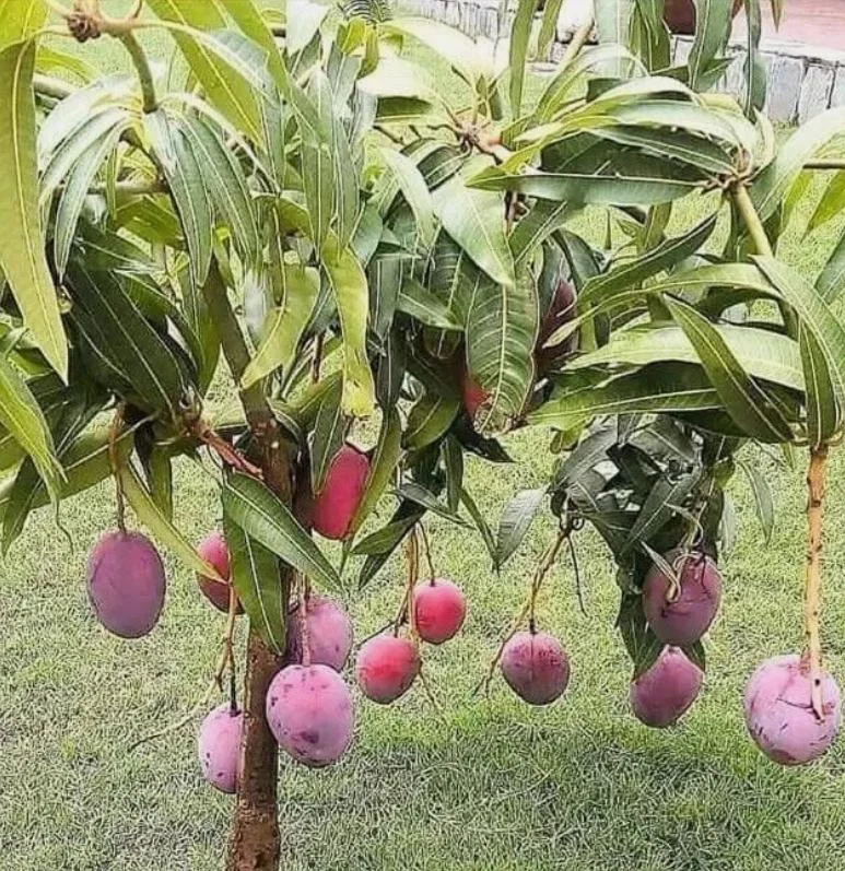 Tommy Mango Live Tree - 8-12" Tall Mangifera indica - Sweet Yellow Tropical Fruit Tree for Home Garden - Image 4