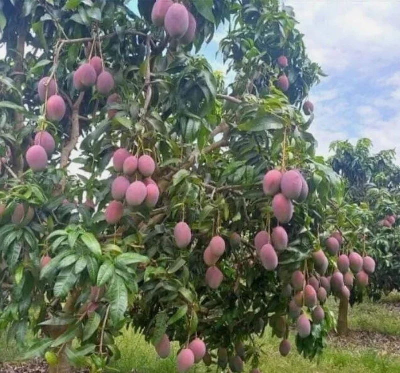 Tommy Mango Live Tree - 8-12" Tall Mangifera indica - Sweet Yellow Tropical Fruit Tree for Home Garden - Image 5