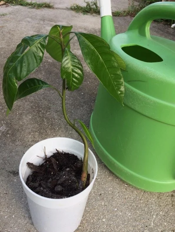 Tommy Mango Live Tree - 8-12" Tall Mangifera indica - Sweet Yellow Tropical Fruit Tree for Home Garden - Image 7