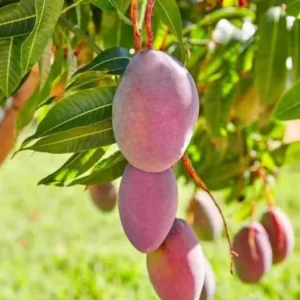 Tommy Mango Live Tree - 8-12" Tall Mangifera indica - Sweet Yellow Tropical Fruit Tree for Home Garden - Image 1