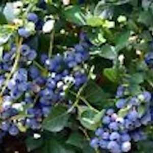 Top Hat Dwarf Blueberry Live Plant – Vaccinium angustifolium Bush – 4-6 Inch Starter - Image 5