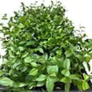 Top Hat Dwarf Blueberry Vaccinium angustifolium Live Plant 4-6 inch Starter Bush - Image 2