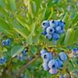 Top Hat Dwarf Blueberry Vaccinium angustifolium Live Plant 4-6 inch Starter Bush - Image 4