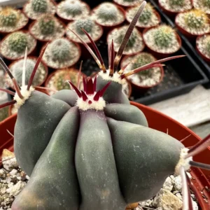 Townsend Barrel Cactus Live Plant – Rare Desert Succulent – 3 inch or 6 inch Pot – Outdoor - Image 10