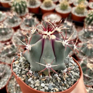 Townsend Barrel Cactus Live Plant – Rare Desert Succulent – 3 inch or 6 inch Pot – Outdoor - Image 1