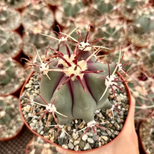 Townsend Barrel Cactus Live Plant – Rare Desert Succulent – 3 inch or 6 inch Pot – Outdoor - Image 4