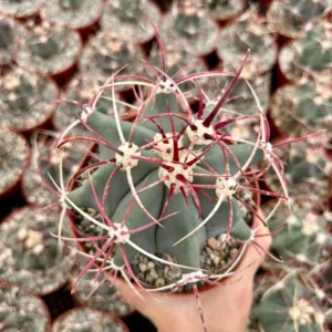 Townsend Barrel Cactus Live Plant – Rare Desert Succulent – 3 inch or 6 inch Pot – Outdoor - Image 5