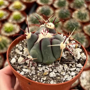 Townsend Barrel Cactus Live Plant – Rare Desert Succulent – 3 inch or 6 inch Pot – Outdoor - Image 6