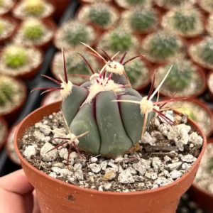 Townsend Barrel Cactus Live Plant – Rare Desert Succulent – 3 inch or 6 inch Pot – Outdoor - Image 7