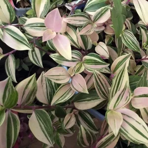 Tradescantia Albiflora Rainbow Live Plant - 2.5