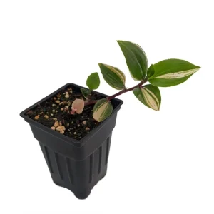 Tradescantia Albiflora Rainbow Live Plant - 2.5