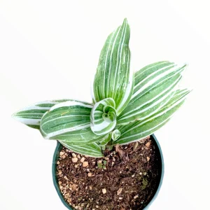 Tradescantia fluminensis 'Albovittata' Wandering Dude Live Succulent Plant - Image 2