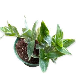 Tradescantia fluminensis 'Albovittata' Wandering Dude Live Succulent Plant - Image 3