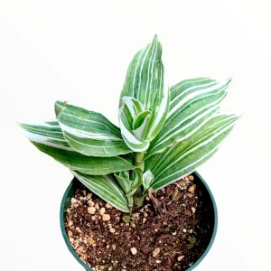 Tradescantia fluminensis 'Albovittata' Wandering Dude Live Succulent Plant - Image 1