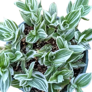 Tradescantia fluminensis 'Albovittata' Wandering Dude Live Succulent Plant - Image 4