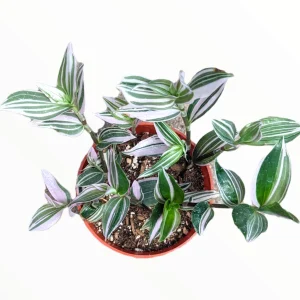 Tradescantia Lavender Variegata Wandering Dude Houseplant Live Plant - Image 2
