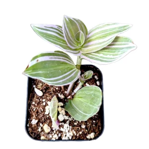 Tradescantia Lavender Variegata Wandering Dude Houseplant Live Plant - Image 3