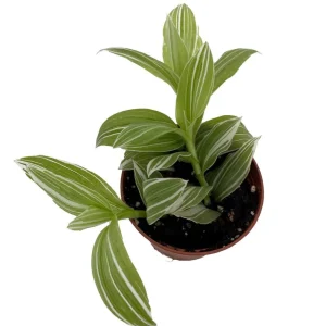 Tradescantia Live Plant - Creme n Green, 2.5 inch Pot, Indoor Houseplant - Image 1