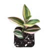 Tradescantia Mundula Lisa Tricolor Live Plant - Potted Houseplant - Image 1