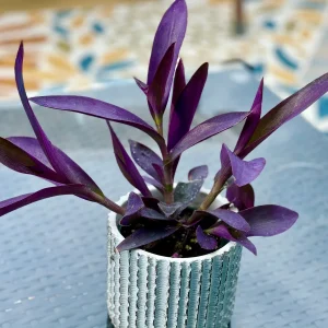 Tradescantia Nanouk Lilac Live Plant – 3 inch Nursery Pot – Indoor/Outdoor - Image 2