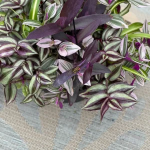 Tradescantia Nanouk Lilac Live Plant – 3 inch Nursery Pot – Indoor/Outdoor - Image 3