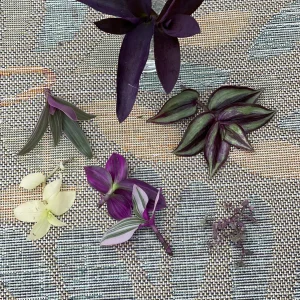 Tradescantia Nanouk Lilac Live Plant – 3 inch Nursery Pot – Indoor/Outdoor - Image 7