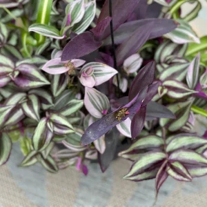 Tradescantia Nanouk Lilac Live Plant – 3 inch Nursery Pot – Indoor/Outdoor - Image 8