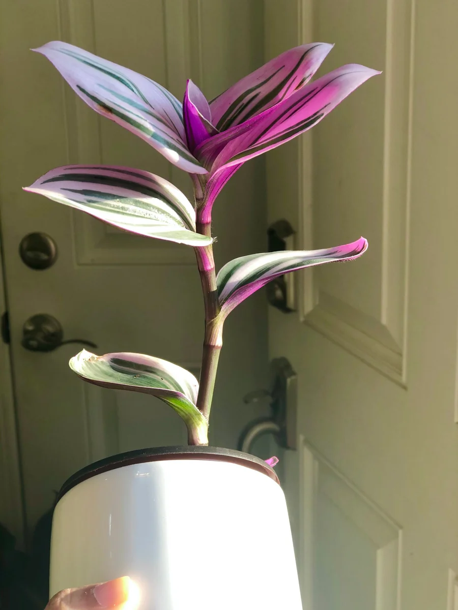 Tradescantia Nanouk Lilac Live Plant - Rare Pink Wandering Jew - Easy Care Indoor Houseplant - Image 2