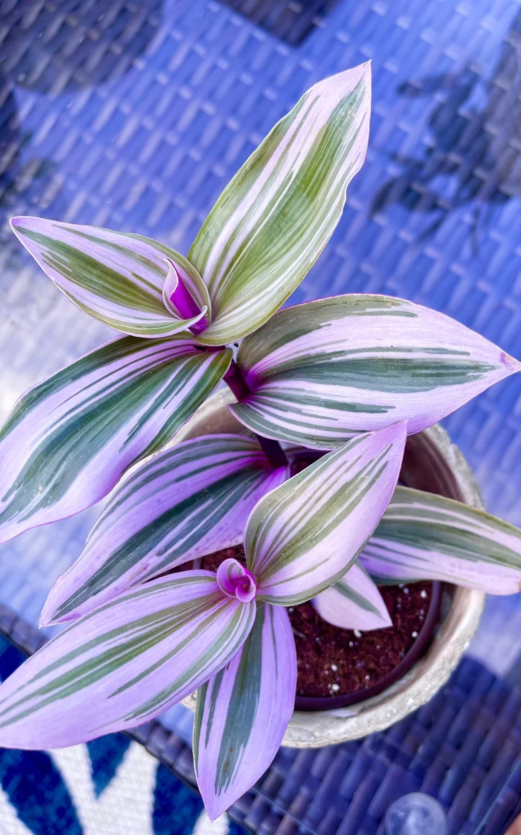Tradescantia Nanouk Lilac Live Plant - Rare Pink Wandering Jew - Easy Care Indoor Houseplant - Image 3