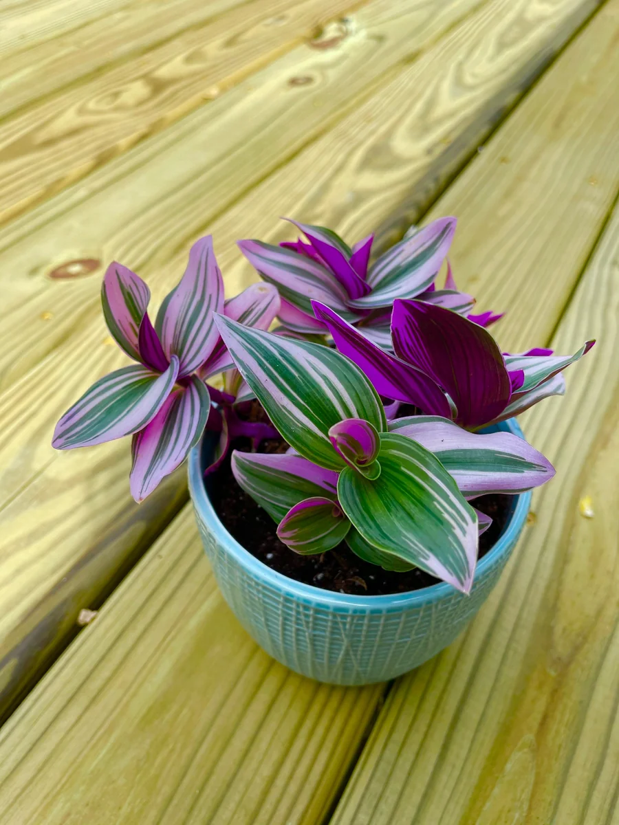 Tradescantia Nanouk Lilac Live Plant - Rare Pink Wandering Jew - Easy Care Indoor Houseplant - Image 6