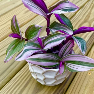 Tradescantia Nanouk Lilac Live Plant - Rare Pink Wandering Jew - Easy Care Indoor Houseplant - Image 8