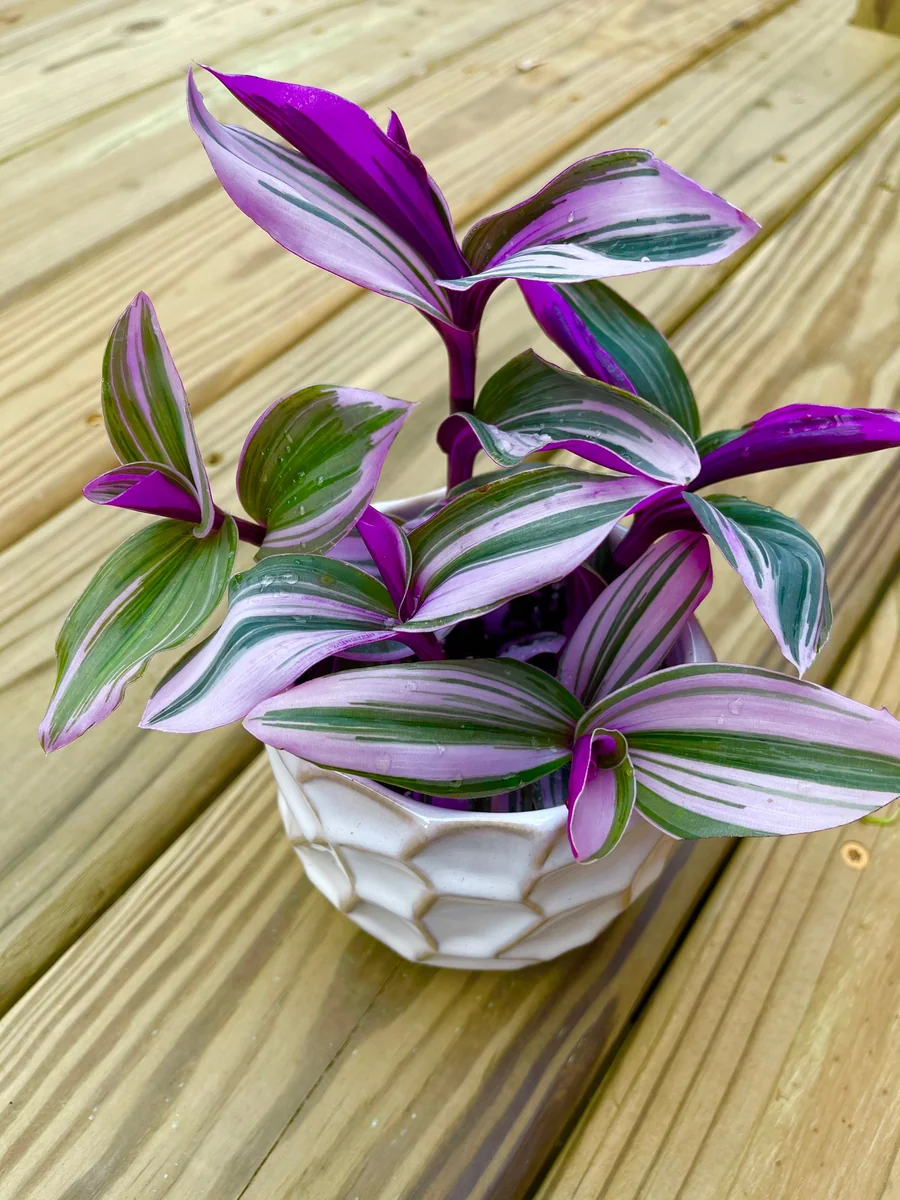 Tradescantia Nanouk Lilac Live Plant - Rare Pink Wandering Jew - Easy Care Indoor Houseplant - Image 8