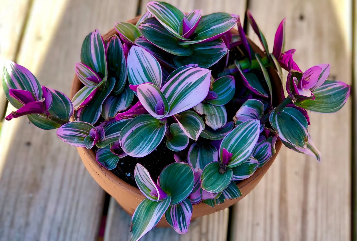 Tradescantia Nanouk Lilac Live Plant - Rare Pink Wandering Jew - Easy Care Indoor Houseplant - Image 1