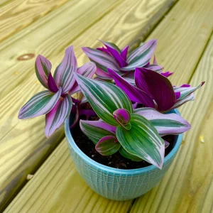 Tradescantia Nanouk Lilac Plant - Easy Care Pink Wandering Jew Live Houseplant - Image 10