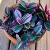 Tradescantia Nanouk Lilac Plant - Easy Care Pink Wandering Jew Live Houseplant - Image 1
