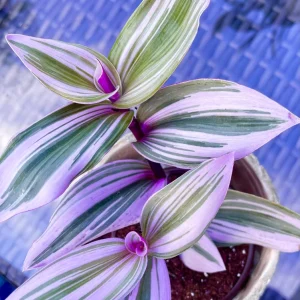 Tradescantia Nanouk Lilac Plant - Easy Care Pink Wandering Jew Live Houseplant - Image 3