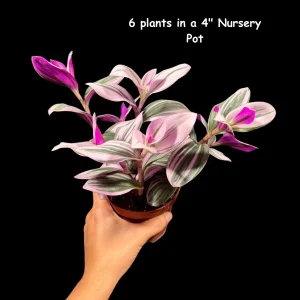 Tradescantia Nanouk Lilac Plant - Easy Care Pink Wandering Jew Live Houseplant - Image 4