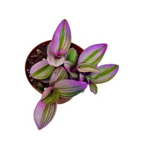 Tradescantia Nanouk Lilac Plant - Easy Care Pink Wandering Jew Live Houseplant - Image 5