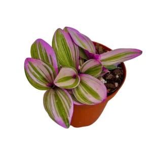 Tradescantia Nanouk Lilac Plant - Easy Care Pink Wandering Jew Live Houseplant - Image 7
