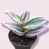 Tradescantia Nanouk Live Houseplant – Pink Wandering Jew – Potted Indoor Plant - Image 1