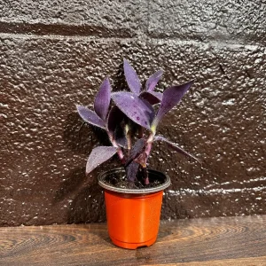 Tradescantia Nanouk Live Plant - Pink & Green Variegated Houseplant in Nursery Pot - Image 4