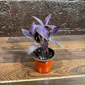 Tradescantia Nanouk Live Plant - Pink & Green Variegated Houseplant in Nursery Pot - Image 6