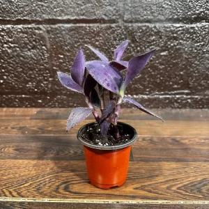 Tradescantia Nanouk Live Plant - Pink & Green Variegated Houseplant in Nursery Pot - Image 7