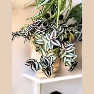 Tradescantia Nanouk Live Plant – Pink Silver Wandering Jew – 4
