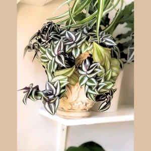 Tradescantia Nanouk Live Plant – Pink Silver Wandering Jew – 4