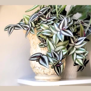 Tradescantia Nanouk Live Plant – Pink Silver Wandering Jew – 4" Pot – Indoor - Image 1