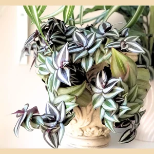 Tradescantia Nanouk Live Plant – Pink Silver Wandering Jew – 4