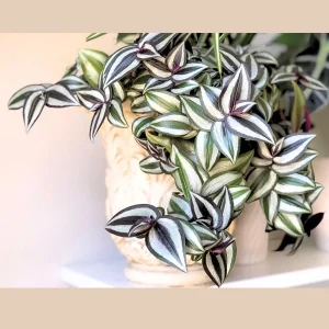 Tradescantia Nanouk Live Plant – Pink Silver Wandering Jew – 4