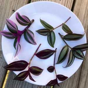 Tradescantia Nanouk & Wandering Jew Cuttings - 5 Live Cuttings Pack - Easy Care Indoor Vines - Image 4