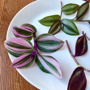 Tradescantia Nanouk & Wandering Jew Cuttings - 5 Live Cuttings Pack - Easy Care Indoor Vines - Image 6